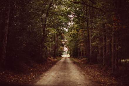 Foret du Domaine de la trigalière