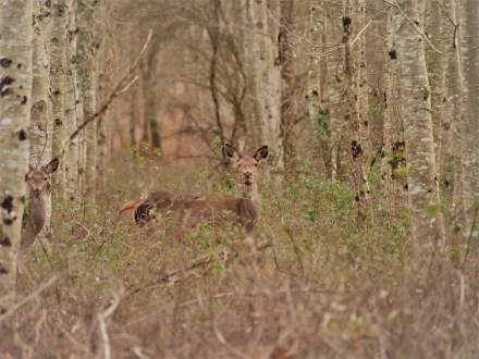 Domaine de la trigalière - Cerf