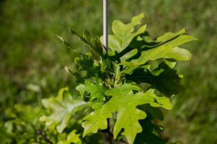 Gîtes de Charme Touraine · Domaine de la Trigalière · Notre Forêt