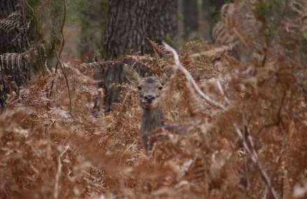 Domaine de la Trigalière - Cerf