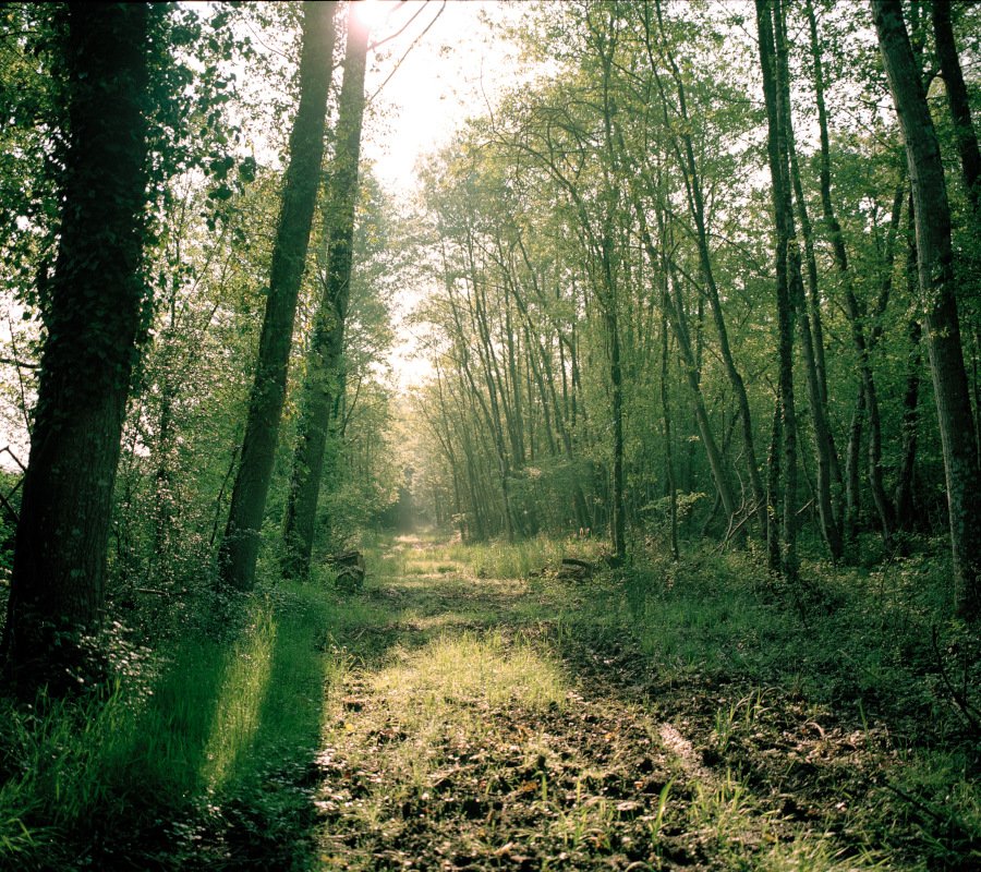 Chemin en forêt