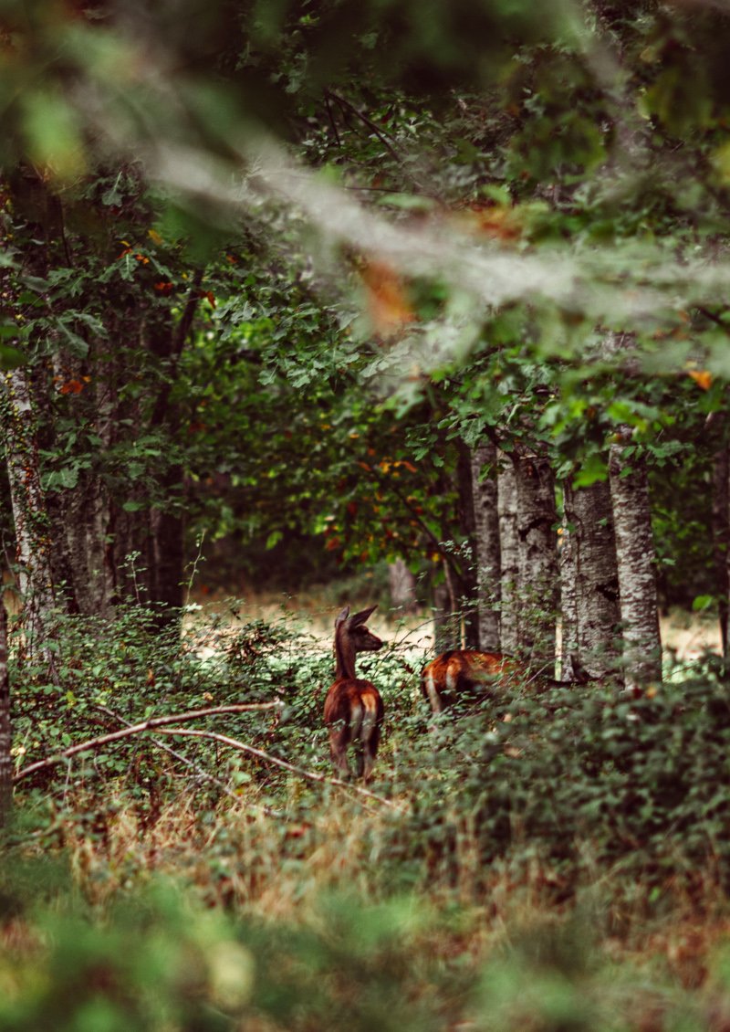 Biches et cerfs en forêt