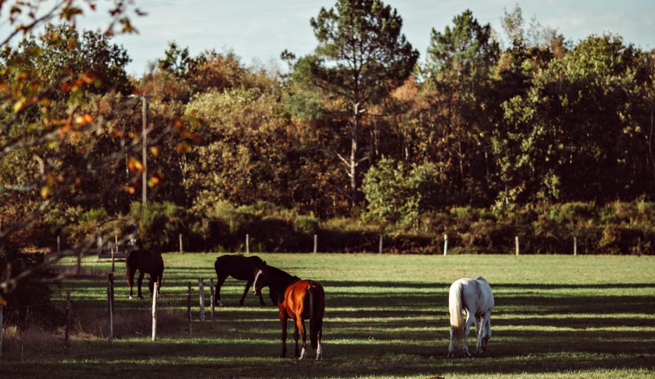 Chevaux dans la prairie